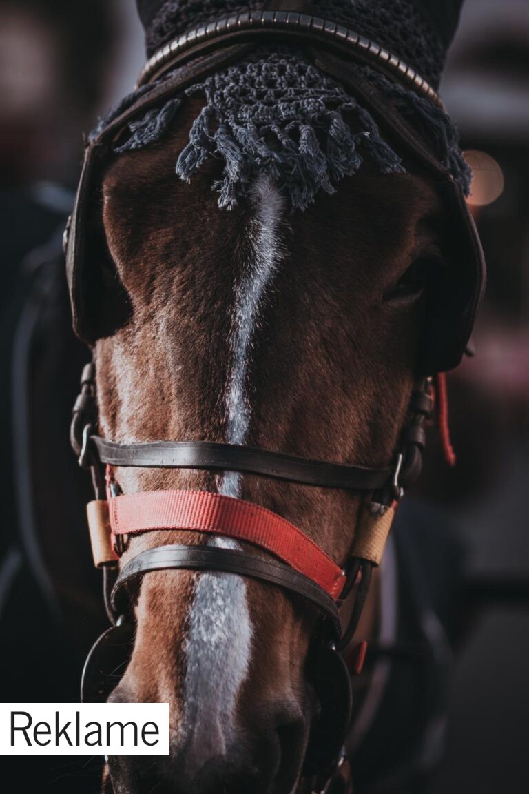 Skal din hest til dyrlæge? Vælg en specialist