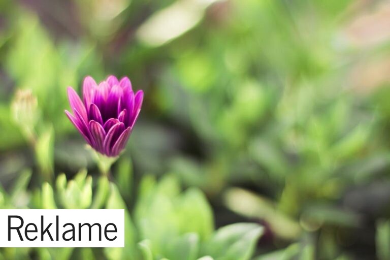 Gode råd til at forny haven