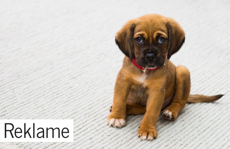 Går du nok ture med din hund?