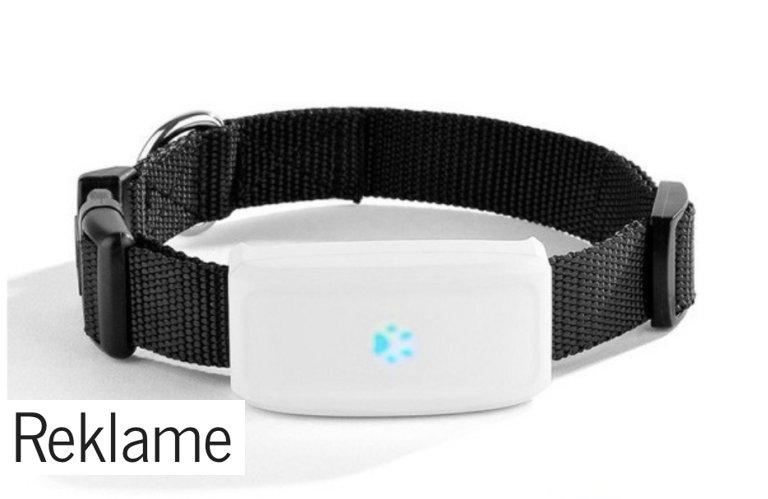 Gode råd til at din hund finder sikkert hjem