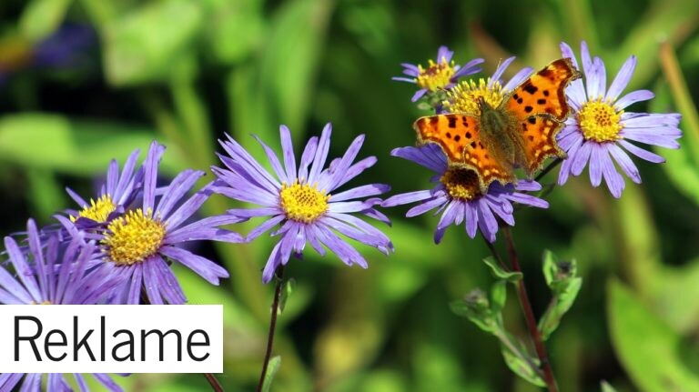 Gør haven klar til sommer