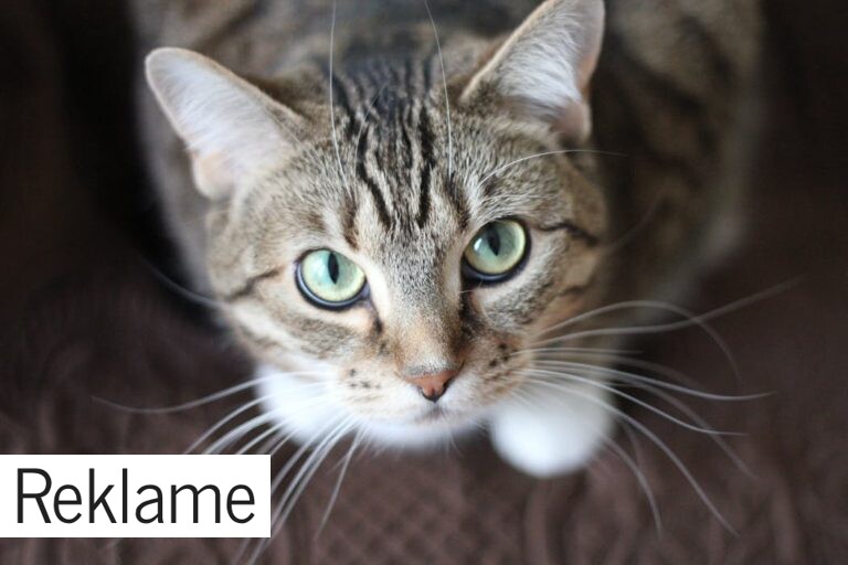 Vælg det rigtige foder til din kat