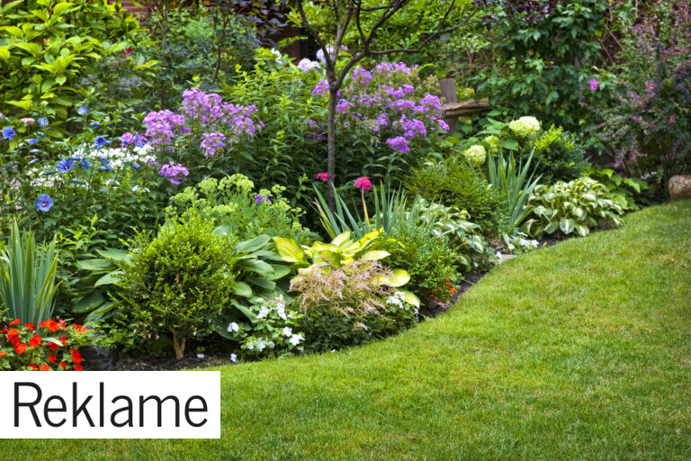 Guide til de smukkeste stauder