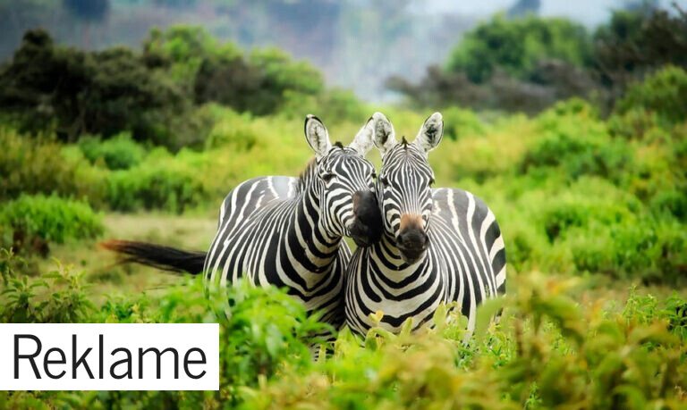 Nyd en seniorrejse i Afrika