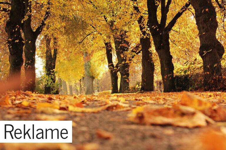 Benyt efterårsferien til at lave sjove aktiviteter med hele familien