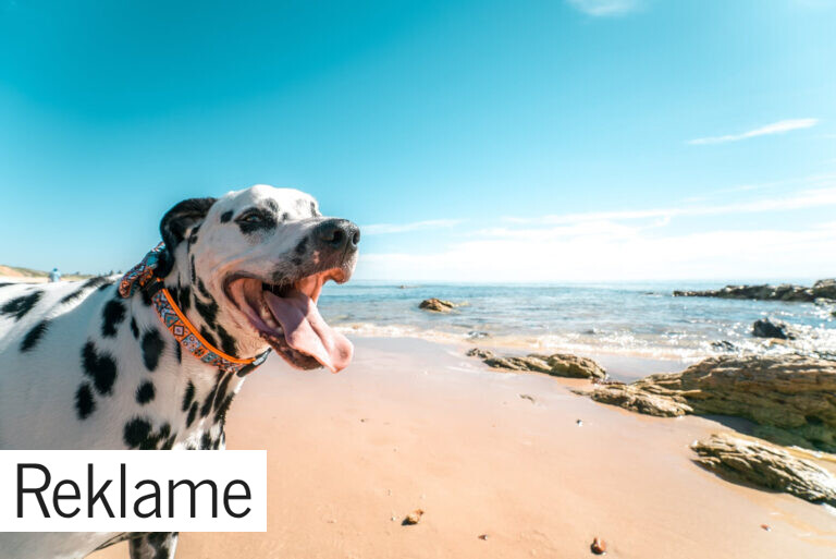 Hunden med på flyrejsen