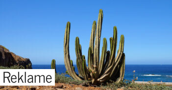 Bolig i udlandet – Tenerife