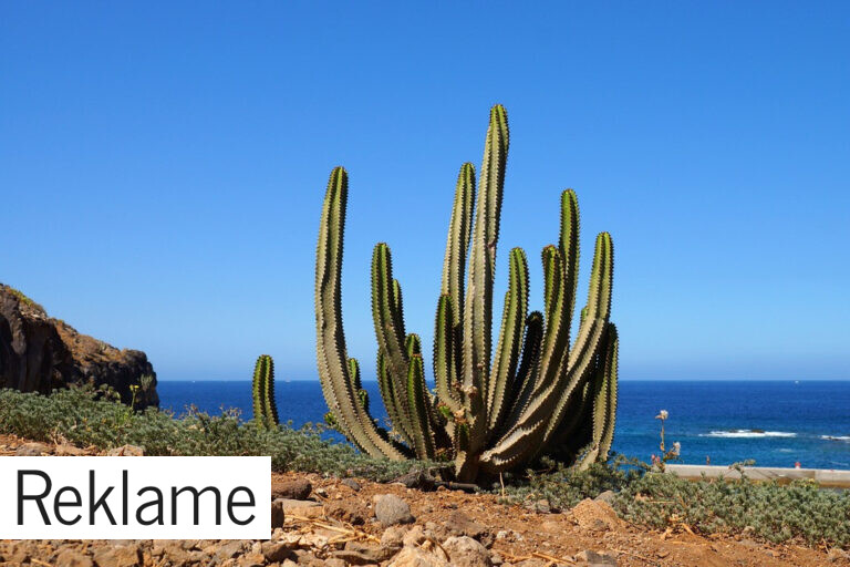 Bolig i udlandet – Tenerife