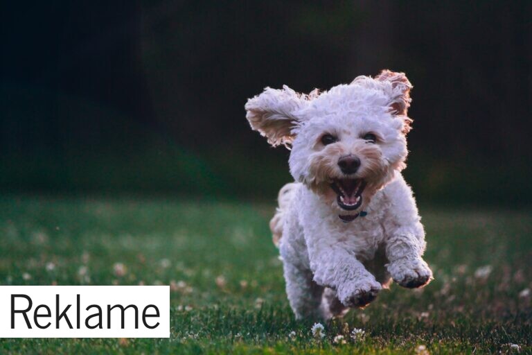 Hundefoder og krav hertil