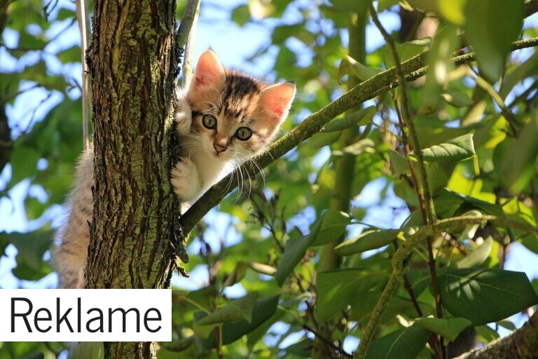 Skal man få kastreret sin kat?